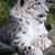 Snow_leopard